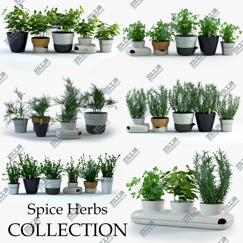images/goods_img/20210313/Spice Herbs Collection/1.jpg